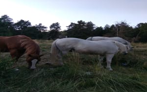 Egat - Font-Romeu - 16