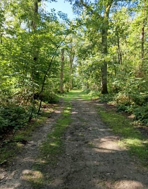 Bois des Cinq Tailles - Fabrice - 48