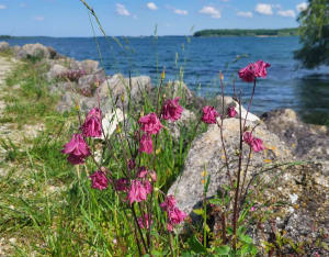 Boucle au Lac du Der - Giffaumont-Champaubert - 9