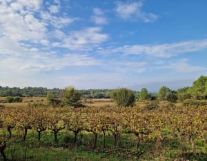 Calvisson arboretum manade et les 3 moulins - Calvisson - 5