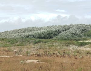 Entre Le Magouer et Le Magouero - Plouhinec - 7
