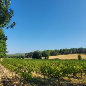 Entre vignes et oliviers depuis Saint-Cannat - Saint-Cannat - 6