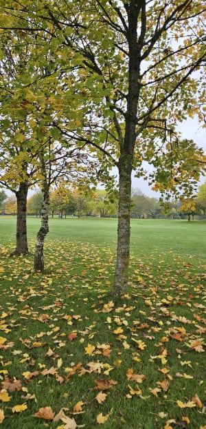 Autour du golf de Caen - Hérouville-Saint-Clair - 9