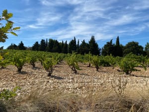 De Cairanne au Serre de Lagarde - Cairanne - 3