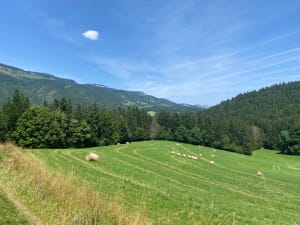 Langs de kloven van Bruyant vanuit Lans-en-Vercors - Lans-en-Vercors - 22