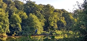 Tour des étangs de la forêt de Versailles et rencontres discrètes - Gwenaelle - 8