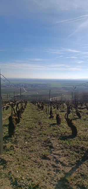 Suivre les sentiers à travers les vignes de Bouzy - Chloé - 5