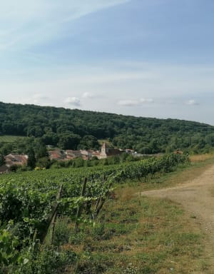Lucey et exquises mirabelles et vignes dans les côtes de Toul - Sophie - 2