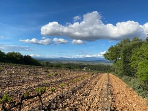Balade entre vignes et bois à Lagarde-Paréol - Lagarde-Paréol - 6