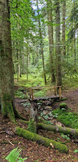 Boucle du Lac de Pierre-Percée, et Roche des Corbeaux - Pexonne - 31