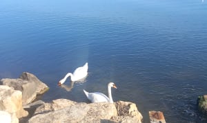 La petite Camargue à St Chamas - BERNARD - 14