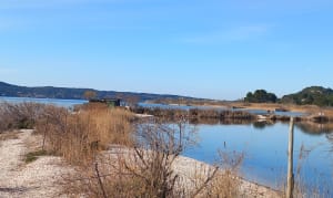 La petite Camargue à St Chamas - BERNARD - 15