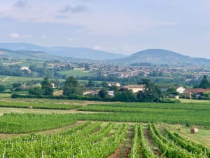 Boucle dans les vignobles de Blaceret - Blacé - 7