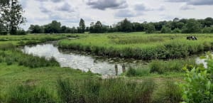 Bavent entre forêt et Marais de Bavent - Bavent - 16