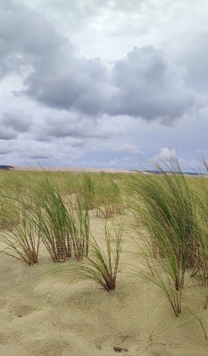 Le petit tour du Cap Ferret - Lège-Cap-Ferret - 13