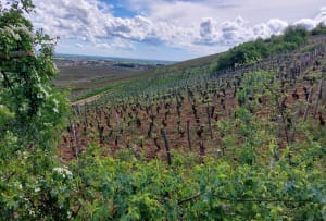 Entre Vosne-Romanée et le Clos de Vougeot - Vosne-Romanée - 12