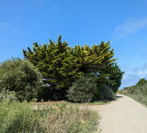 S'attarder sur l'Ile d'Yeu et son sublime Chemin de Noroit - STEPHANE - 5
