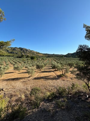 Het Alpillesmassief en zijn eeuwenoude olijfbomen - Mouriès - 3