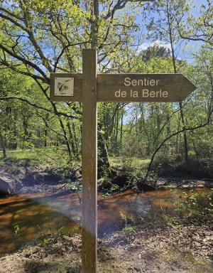 Sentier de la Berle et mystère au cœur de la forêt marécageuse - Lacanau - 6
