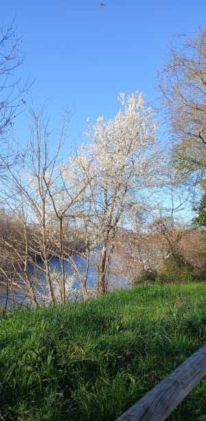 Balade en bordure de Garonne à Saubens - Virginie - 7