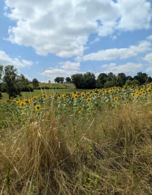 Boucle de la Vallée de la Conne de Labardee - Conne-de-Labarde - 7