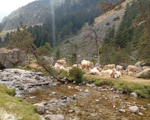 De fruitboerderij, Lac d'Estom - Cauterets - 10