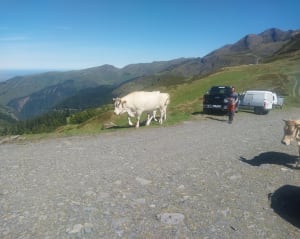 Lac d'Isaby, tourbières et flore d'exception - Beaucens - 29