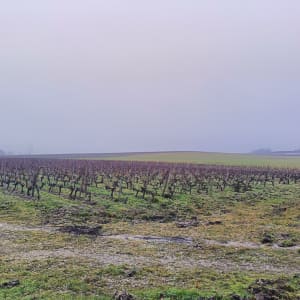 Château de La Brède et bain de nature reposant - La Brède - 2