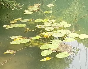 Le lac d'émeraude Carcès - Carcès - 20