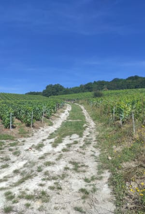 Suivre les sentiers à travers les vignes de Bouzy - Bouzy - 6