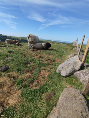 Devèz-waterval en Aubrac-bos - Curières - 7
