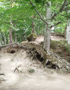 Lac Chambon et mise en beauté de la nature - Murol - 22