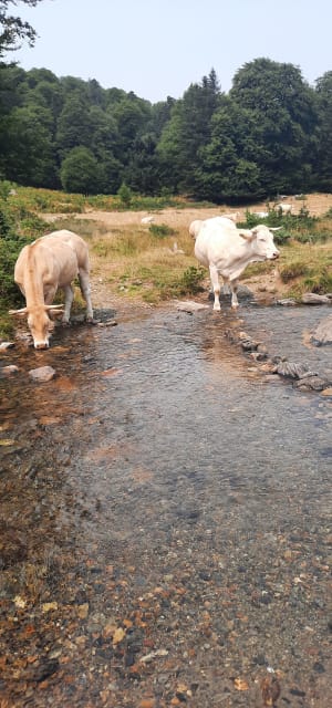 Campan, Payolle-meer en Artigou-stroom - Campan - 13