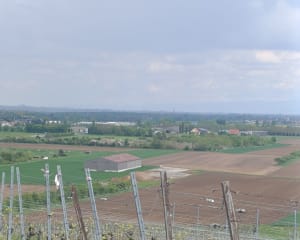 Vue sur la cathédrale de Strasbourg - Dorlisheim - 2