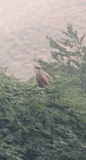 S'envoler avec les rapaces sur l'Oilarandoi - Denis - 6