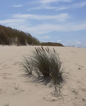 Les dunes d'Hatainville dans le Cotentin - Les Moitiers-d'Allonne - 3