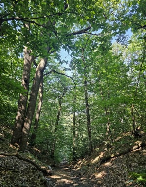 L’etang des écrevisses a l’etang du trou aux gants - Vélizy-Villacoublay - 8