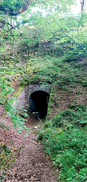 Boucle Le bois blanc - Touvre, curiosité forestière - Garat - 9