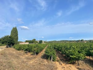 Saint-Georges-d'Orques et trip "5 étoiles" au milieu des vignes - Saint-Georges-d'Orques - 15