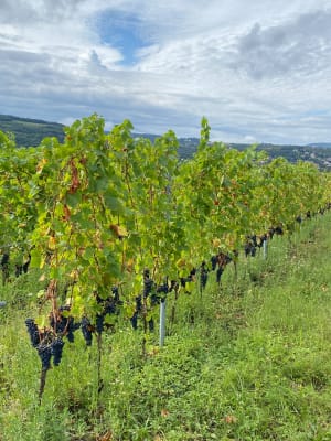 Seyssuel, château, vignes, vallée du Rhône - TOMMY - 13