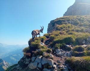 Aventure à la Tournette et conquête d'un sommet mythique d'Annecy - Talloires-Montmin - 17