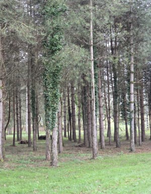 La Roche-Posay par les Sarrazins - La Roche-Posay - 3