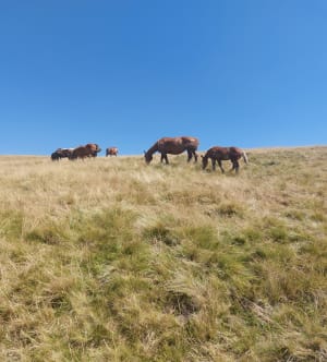 Puy de Cliergue et le Capucin...inoubliable ! - Mont Dore - 7