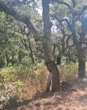 Pays de Fayence : virée chargée d'histoires dans la forêt royale - Gregory - 5