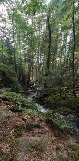 Lac de Neuweiher - Rimbach-prés-Masevaux - 7