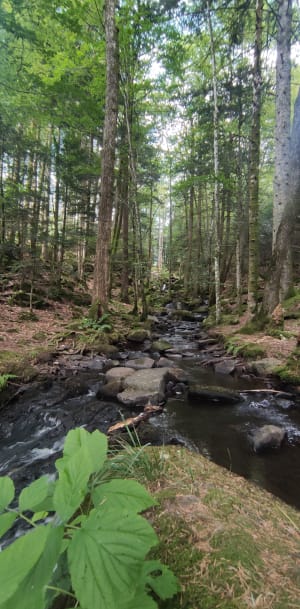 Lac de Neuweiher - Rimbach-prés-Masevaux - 8