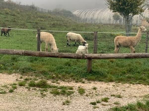 Entre monts, rivière et jardins partagés autour de Plombières-lès-Dijon - Plombières-lès-Dijon - 10