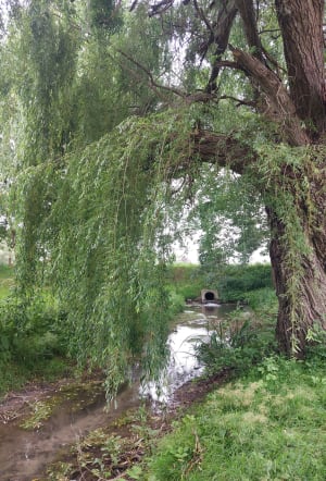Aux bords de l'Arnoult - Pont-l'Abbé-d'Arnoult - 8