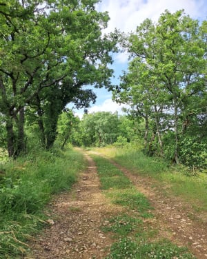 Randonnée autour et dans Cordes-sur-Ciel - Cordes-sur-Ciel - 4