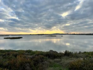 Frontignan - Les salins - Frontignan - 12